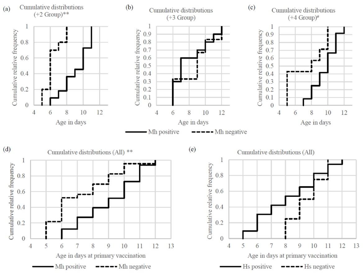 Age at the primary vaccinationCumulative distribution of age in days at the time of the primary vaccination in the first experiment; a–d – comparison between M. haemolytica (Mh) positive and negative; e – comparison between H. somni (Hs) positive and negative; ** – P < 0.01; # – P = 0.11