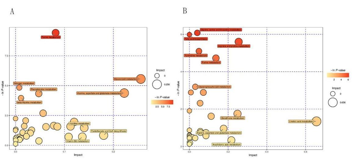 Bubble diagram of the metabolic pathway analysis in NEG and POS mode