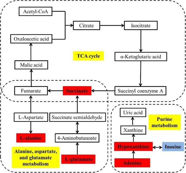 Interaction network diagram of six biomarker differential metabolites. Red indicates that the metabolites are up regulated in group T, blue indicates that the metabolite is down regulated in group T, yellow indicates metabolic pathways, and metabolites without a coloured background are the upstream and downstream substances that are differentially metabolised