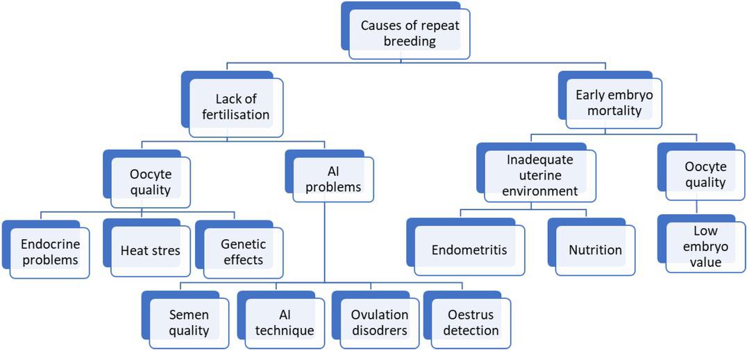 Possible causes of repeat breeding