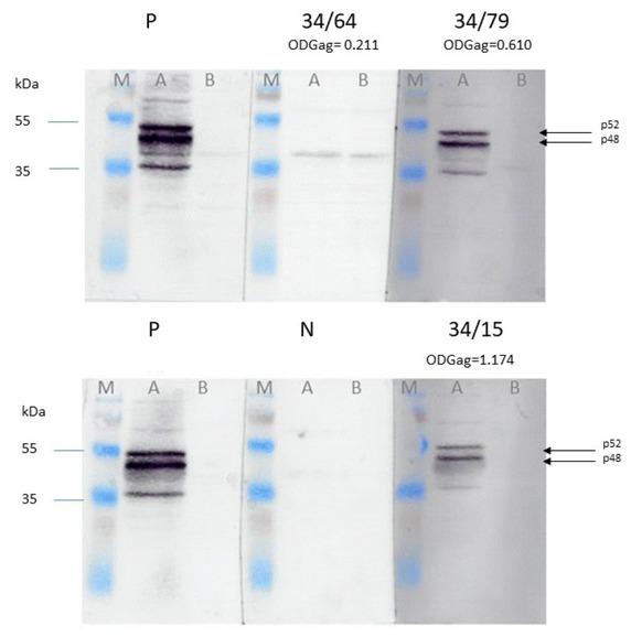 Detection of FFVfca-specific antibodies by immunoblotting assays with a cellular antigen in representative feline serum samples. M – prestained protein ladder; A – lane with Crandell-Rees feline kidney cells (CRFK)/FFVfca cells lysate as antigen; B – lane with uninfected CRFK cells lysate as antigen; P – FFVfca positive control serum; N – FFVfca negative control serum; 34/64, 34/79, 34/15 – representative samples with their ELISA reactivity to FFVfca Gag antigen (OD Gag)