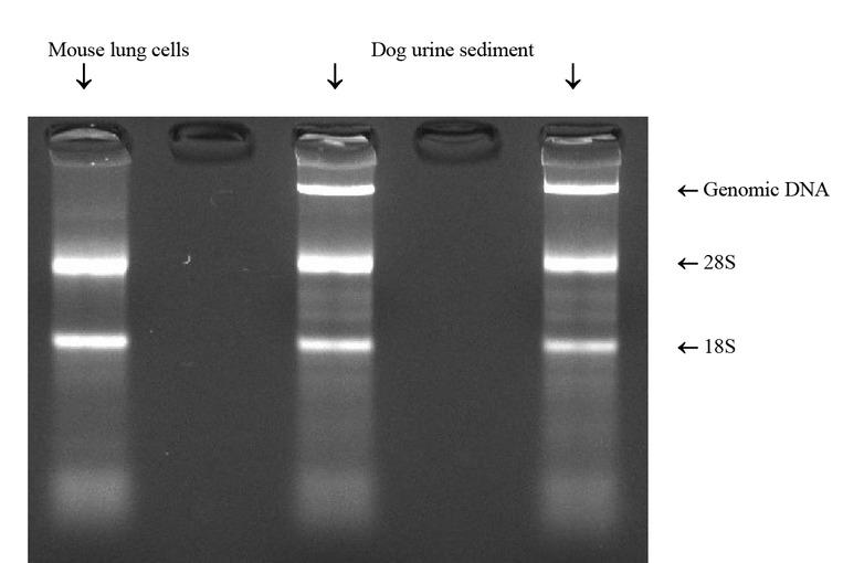 Electrophoresis of total RNA in agarose gel (2%). Column 1 – total RNA isolated from mouse lung cells; Columns 2 and 3 – total RNA isolated from urine sediment of subject dogs. Ribosomal RNA bands (28S and 18S) were observed in all samples, indicating adequate RNA isolation. The genomic DNA band appeared in samples 1 and 2 because DNAse had not yet been used in the reaction