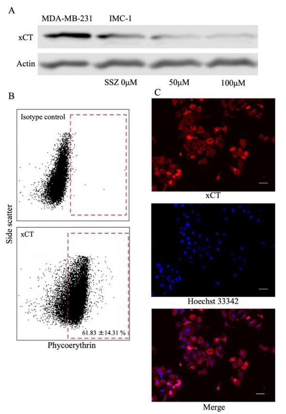 Expression of xCT visualised by Western blot, flow cytometry and immunofluorescence. A – Western blot showing an xCT band in both IMC-1 cells and the positive controls (MDA-MB-231) and lower band intensity when IMC-1 cells were treated with SSZ at concentrations of 50 μM and 100 μM for 24 h. B – proportion of control and IMC-1 cells expressing xCT seen in flow cytometry. C – fluorescence microscopy of xCT expression by IMC-1 showing xCT throughout the cytoplasm to the cell surface. Values represent the mean ± standard error (n = 6). Scale bar: 100 μm
