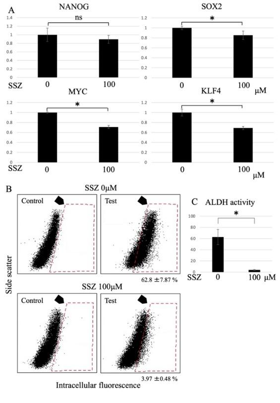 Expression levels of the NANOG, MYC, SOX2, and KLF4 CSC markers before and after SSZ treatment as determined by semi-quantitative PCR. A – bar charts showing significant differences in MYC, SOX2, and KLF4 expression between the SSZ-treated and the untreated cells. B – dot plot showing greater aldehyde dehydrogenase (ALDH) activity in experimental cells than in control cells but lower activity in SSZ-treated cells than in untreated cells. Red dotted area is calculated by control cells and represents cells with ALDH activity. C – bar chart showing a significant decrease in the number of positive cells after treatment with SSZ; ns – not significant; * p < 0.05. Values represent the mean ± standard error (n = 6).