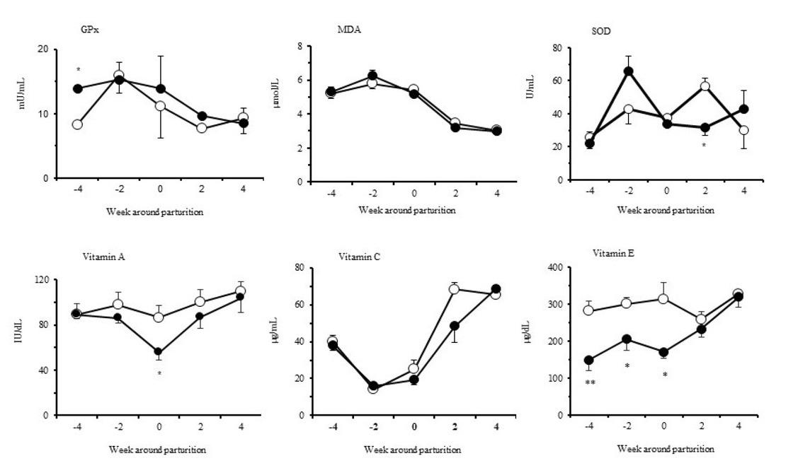 Changes in plasma or serum indices of oxidative stress in dairy cows with haemolactia (solid circles, n = 6) or without haemolactia (void circles, n = 6) during the peripartum period. Values are expressed as the mean ± standard error of the mean. * – P < 0.05 and ** – P < 0.01 vs. non-haemolactic group; GPx – glutathione peroxidase; MDA – malondialdehyde; SOD – superoxide dismutase
