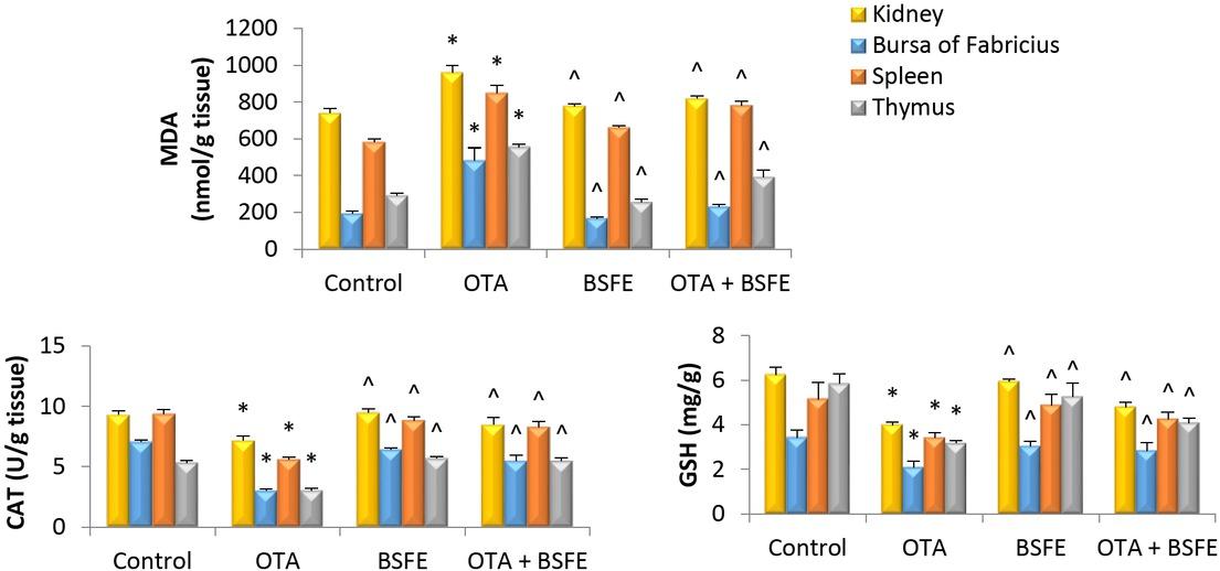 Impacts of ochratoxin A (OTA) and/or Bacillus subtilis fermentation extract (BSFE) on the levels of oxidative and antioxidative parameters in the kidney and immune tissues (n = 5 birds/group)MDA – malondialdehyde; CAT – catalase; GSH – glutathione; * – P < 0.05 versus control group; ^ – P < 0.05 versus OTA group