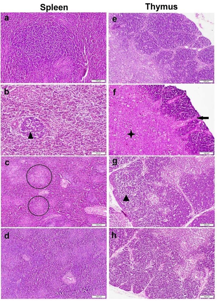 Photomicrograph of spleen (a–d) and thymus (e–h) tissue sections stained by haematoxylin and eosin. a and e – control group with normal histological structure; b and f, c and g – ochratoxin A (OTA) group showing lymphocytic cell depletion and lymphocytolysis (black triangles), multifocal areas of necrosis (circles), thinning in the cortical layer (black arrow) and expansion with extensive necrosis of medulla (black star); d and h – Bacillus subtilis fermentation extract + OTA group showing normal histological structure