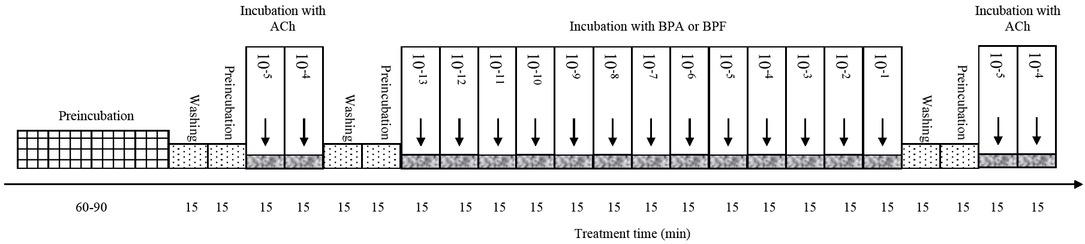 Scheme presenting the sequence of treatment of the uterine strips. ACh – acetylocholine; BPA – bisphenol A; BPF – bisphenol F. Concentrations of the applied substances are given in moles