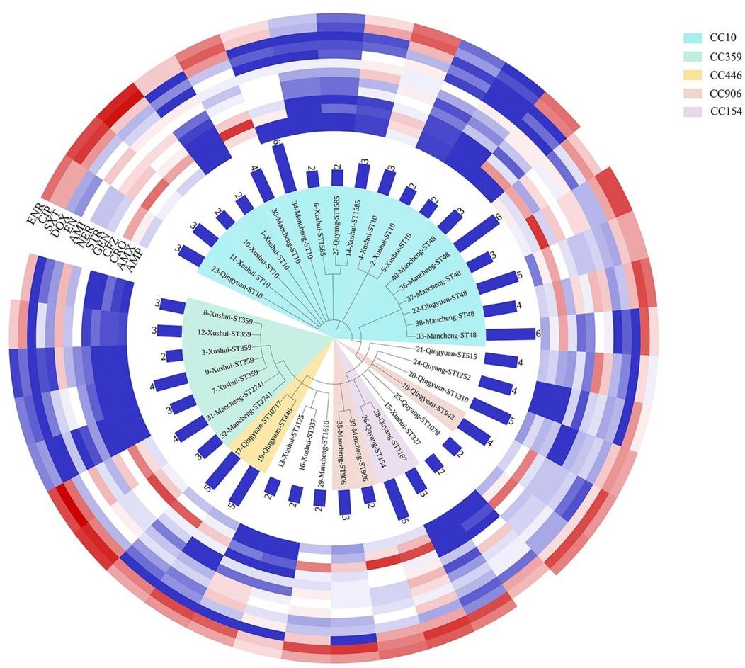 Molecular phylogenetic and antimicrobial resistance analysis of 40 E. coli isolates. The evolutionary tree was inferred using the maximum likelihood method based on the Tamura–Nei model. The bootstrap consensus tree inferred from 1,000 replicates was taken to represent the evolutionary history of the taxa analysed. The branches of the evolutionary tree were named with ID, location, and ST type of E. coli isolates. The same clonal complexes were highlighted in the same colour area. The height of the blue bar graph on the periphery of the evolutionary tree represents the number of drug-resistant genes (2, 3, 4, 5, 6) carried by E. coli isolates. The diameter of different antibiotic inhibition zones (6–34 mm) was displayed as a heat map where red represents high-resistance diameters (trending to susceptible) and blue represents low-resistance diameters (trending to resistant)