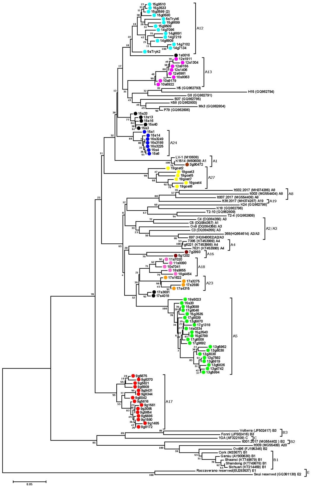 Neighbour-joining phylogenetic tree based on the alignment of the long terminal repeat fragment. Sequences from this study are labelled by coloured circles (red – subtype A17; green – subtype A5; orange – subtype A23; pink – subtypes A18 and A13; brown – subtypes A16 and A1; yellow – subtype A27; blue – subtype A24; light blue – A12; black – unassigned) and their names are preceded by the flock origin and the animal species (s – sheep; g – goat). Reference small ruminant lentivirus strains are shown by name followed by GenBank accession number and subtype. Numbers at the branches indicate the percentage of bootstrap values obtained from 1,000 replicates