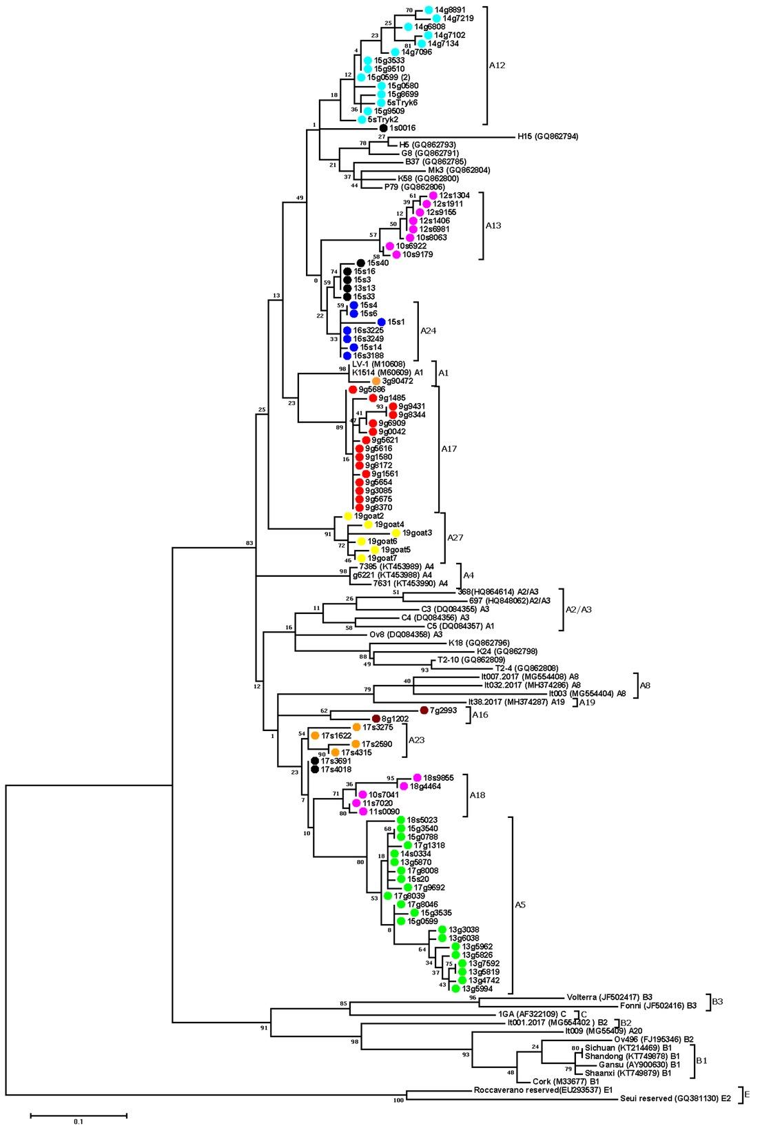 Maximum-likelihood phylogenetic tree based on the alignment of the long terminal repeat fragment. Sequences from this study are labelled by coloured circles (red – subtype A17; green – subtype A5; orange – subtypes A23 and A1; pink – subtypes A18 and A13; brown – subtype A16; yellow – subtype A27; blue – subtype A24; light blue – A12; black – unassigned) and their names are preceded by the flock origin and the animal species (s – sheep; g – goat). Reference small ruminant lentivirus strains are shown by name followed by GenBank accession number and subtype. Numbers at the branches indicate the percentage of bootstrap values obtained from 1,000 replicates