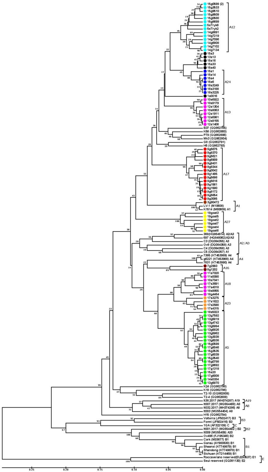 Unweighted pair group with arithmetic means phylogenetic tree based on the alignment of the long terminal repeat fragment. Sequences from this study are labelled by coloured circles (red – subtype A17; green – subtype A5; orange – subtype A23; pink – subtypes A18 and A13; brown – subtypes A16 and A1; yellow – subtype A27; blue – subtype A24; light blue – A12; black – unassigned) and their names are preceded by the flock origin and the animal species (s – sheep; g – goat). Reference small ruminant lentivirus strains are shown by name followed by GenBank accession number and subtype. Numbers at the branches indicate the percentage of bootstrap values obtained from 1,000 replicates