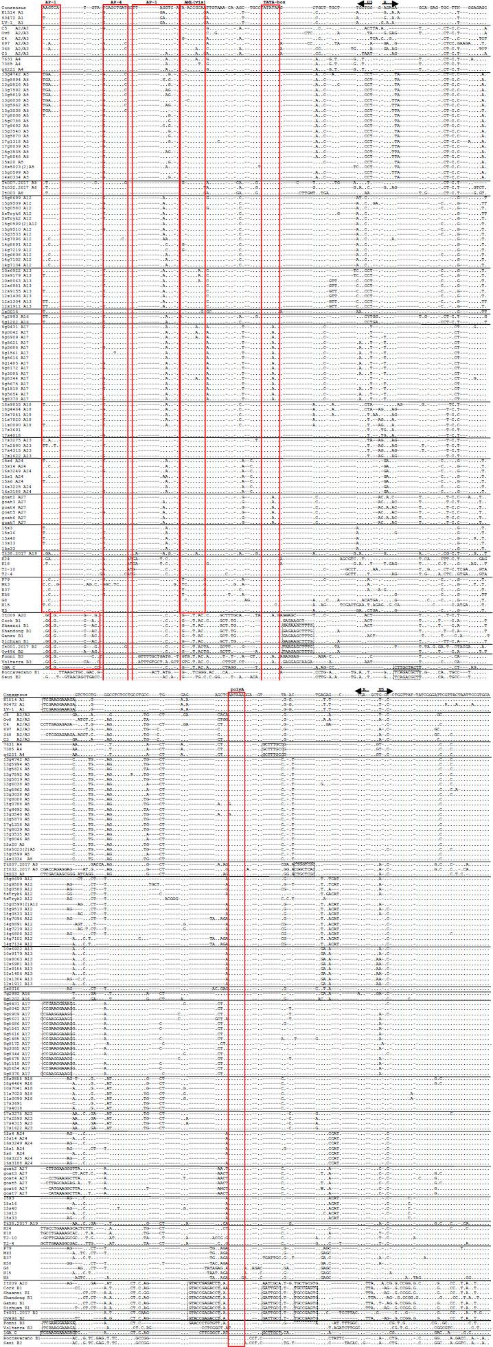 Alignment of U3-R sequences of the long terminal repeat region from Polish small ruminant lentivirus (SRLV) strains. Sequences are aligned against the prototype K1514 and Cork strains representative of SRLV groups A and B, respectively. Dots indicate identity with Cork, and dashes represent gaps. Boundaries between U3, R and U5 are indicated by straight arrows. AP-1, AP-4 and AML (vis) motifs, the TATA box and polyadenylation signal (poly A) are marked by boxes