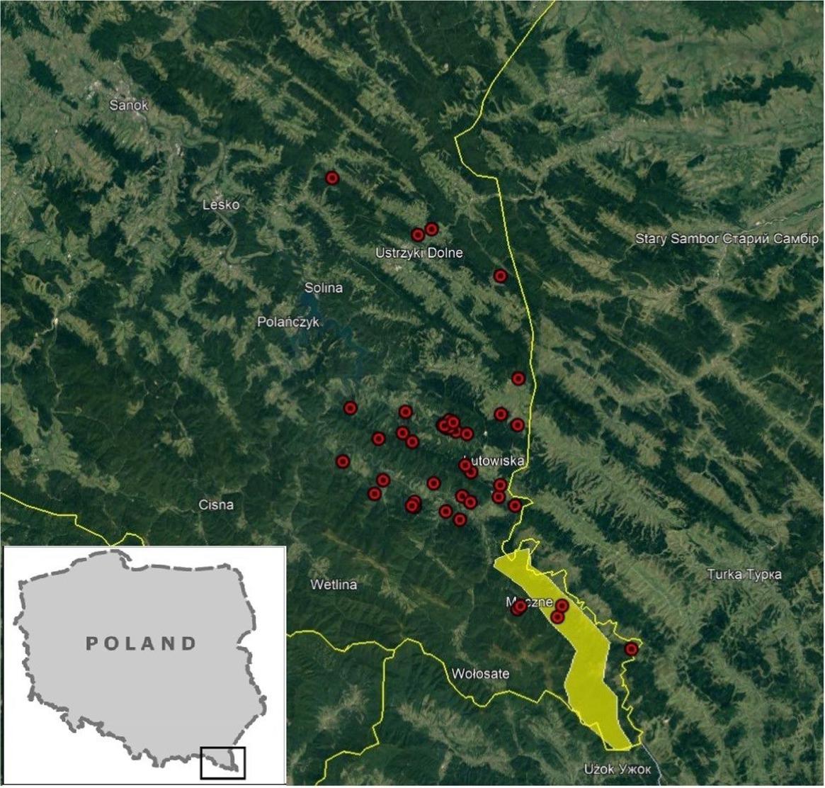 Locations of TB-positive samples obtained from wild boar (red points) in 2013–2020. Yellow area – the range of bison from the Górny San herd