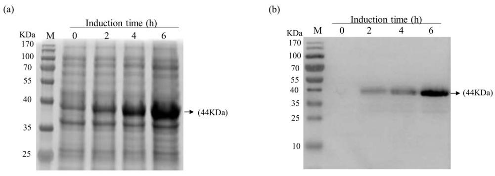 Cloning and expression analysis of recombinant hexon protein of bovine adenovirus 3
(a) Expressed rhexon with 44 kDa molecular weight separated on 10% sodium dodecyl sulphate polyacrylamide gel electrophoresis. Lane 1 –induction time 0 h; lane 2 – 2 h; lane 3 – 4 h; lane 4 – 6 h; lane M – marker (b) Western blot analysis with mouse anti-His antibody. Lane 1 – induction time 0 h; lane 2 – 2 h; lane 3 – 4 h; lane 4 – 6 h; lane M – marker