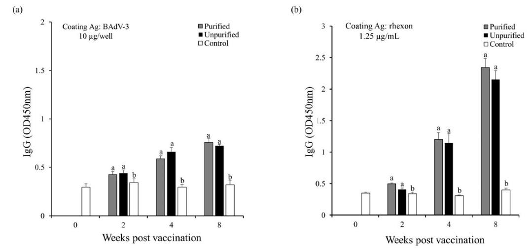 Antibody response in indirect ELISA in mice immunised with purified or unpurified rhexon protein. Total anti-bovine adenovirus 3 (BAdV-3) immunoglobulin G levels after inoculation with (a) 10 μg/mL of BAdV-3 and (b) 1.25 μg/mL of rhexon protein. Ag – antigen; OD – optical density; a, b – significant difference (P < 0.05). Data represent means ± standard deviation