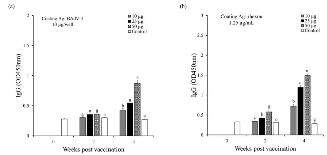 Antibody response in indirect ELISA in mice immunised with different amounts of rhexon protein. Total anti-bovine adenovirus 3 (BAdV-3) immunoglobulin G levels after inoculation with (a) 10 μg/mL of BAdv-3 and (b) 1.25 μg/mL of rhexon protein. Ag – antigen; OD – optical density; a, b, c – significant difference (P < 0.05). Data represent means ± standard deviation