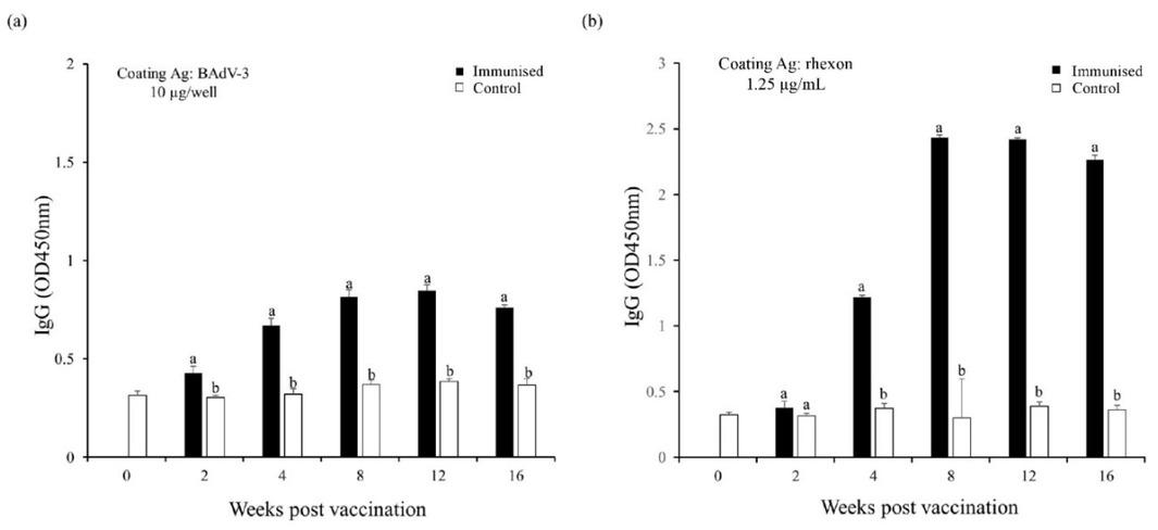 Long-term antibody response in indirect ELISA in mice immunised with rhexon protein. Total anti-bovine adenovirus 3 (BAdV-3) immunoglobulin G levels after inoculation with (a) 10 μg/mL of BAdV-3 and (b) 1.25 μg/mL of rhexon protein. Ag – antigen; OD – optical density; a, b – significant difference (P < 0.05). Data represent means ± standard deviation