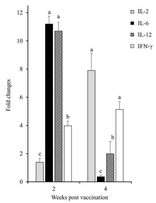 Cytokine response in immunised mice. The mRNA expression levels of interleukin (IL)-2, IL-6, IL-12 and interferon gamma (INF-γ) are shown as fold change relative to the saline control at two and four weeks post immunisation. a, b, c – significant difference (P < 0.05)