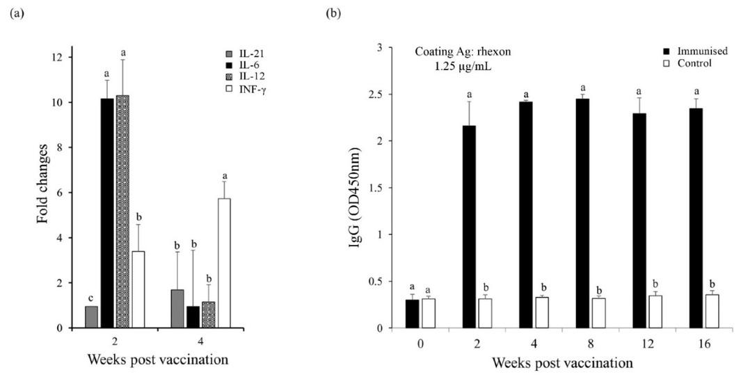 Cytokine levels and antibody response in goats immunised with rhexon protein(a) – goat mRNA expression levels of interleukin (IL)-21, IL-6, IL-12 and interferon gamma (INF-γ) are shown as fold change relative to the saline control at two and four weeks post immunisation (b) indirect ELISA with 1.25 μg/mL of rhexon protein. a, b – significant difference (P < 0.05) Ag – antigen; OD – optical density. Data represent means ± standard deviation