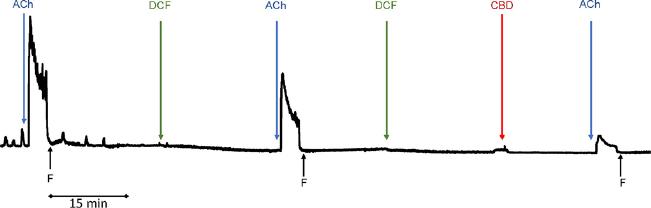 Example recording of a rat distal colon strip’s reactivity to acetylcholine (Ach) in the presence of modified Krebs–Hanseleit solution (control reaction), diclofenac (DCF) and DCF with cannabidiol (CBD). F – flushing