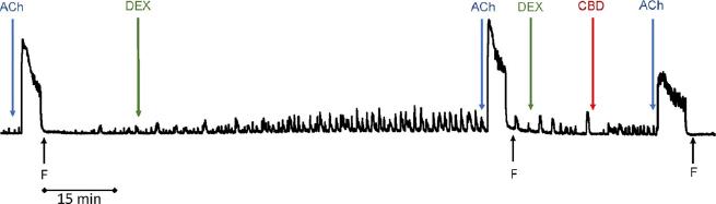 Example recording of a rat distal colon strip’s reactivity to acetylcholine (Ach) in the presence of modified Krebs–Hanseleit solution (control reaction), dexamethasone (DEX) and DEX with cannabidiol (CBD). F – flushing
