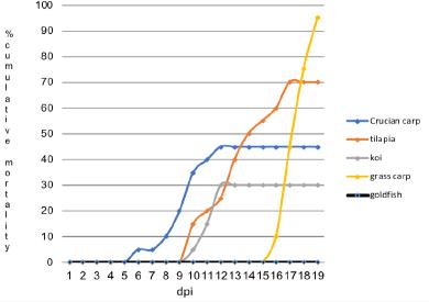 Cumulative mortality in five species of fish after intraperitoneal infection with goldfish herpesvirus dpi – days post infection