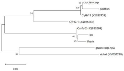Evolutionary analysis by maximum-likelihood method comparing sequences from the NCBI database with the sequences obtained in this study