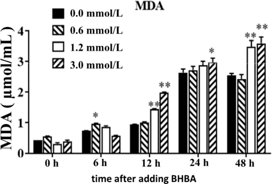 Effect of different concentrations of β-hydroxybutyrate acid (BHBA) on malondialdehyde (MDA) in hepatocytes at different time points
* – significant MDA concentration difference between BHBA concentration groups and the 0.0 mmol·L−1 BHBA concentration group (P-value < 0.05) at the same time point; ** – highly significant difference (P-value < 0.01)