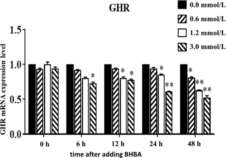 Effect of different concentrations of β-hydroxybutyrate acid (BHBA) on the expression of growth hormone receptor (GHR) messenger RNA (mRNA) in hepatocytes at different time points
* – significant GHR expression difference between BHBA concentration groups and the 0.0 mmol·L−1 BHBA concentration group (P-value < 0.05) at the same time point; ** – highly significant difference (P-value < 0.01)