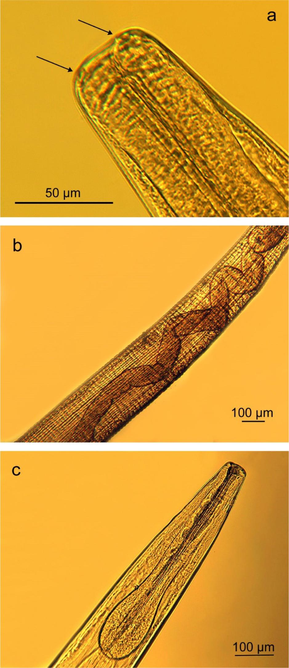Graphidioides affinis adult worm found in the faeces of Dolichotis patagonum from the Sofia Zoo, Bulgaria; a – anterior end, papillae around the oral opening (arrows); b – cuticular striations on the body; c – oesophagus