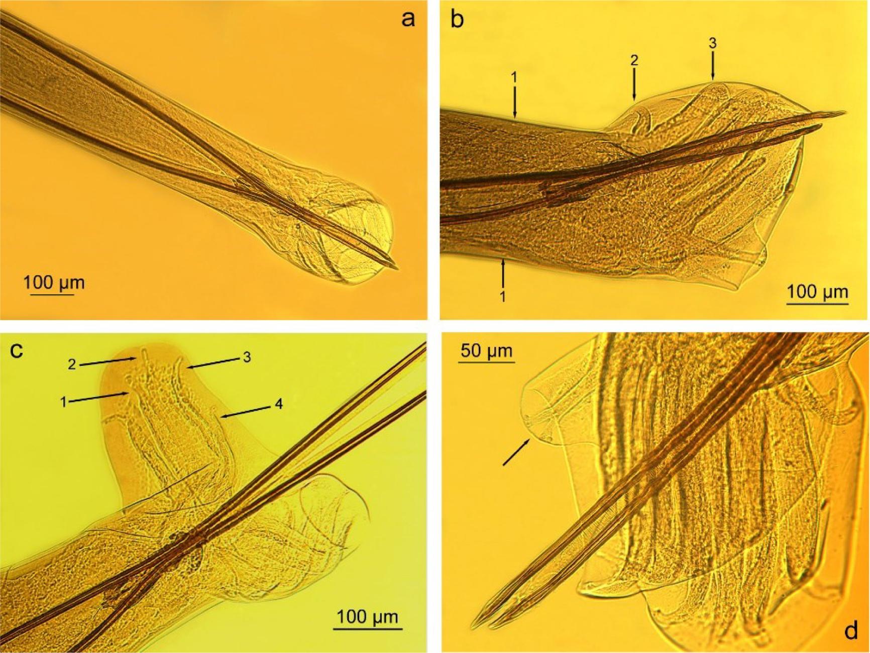 Posterior body end of male Graphidioides affinis found in the faeces of Dolichotis patagonum from the Sofia Zoo, Bulgaria; a – common view; b – 1- pre-bursal papillae, 2 - anteroventral ray of copulatory bursa, 3 - posteroventral ray of copulatory bursa; c – copulatory bursa, 1 – anterolateral ray, 2 – mediolateral ray, 3 – posterolateral ray, 4 – exterodorsal ray; d – dorsal ray of copulatory bursa (arrow)