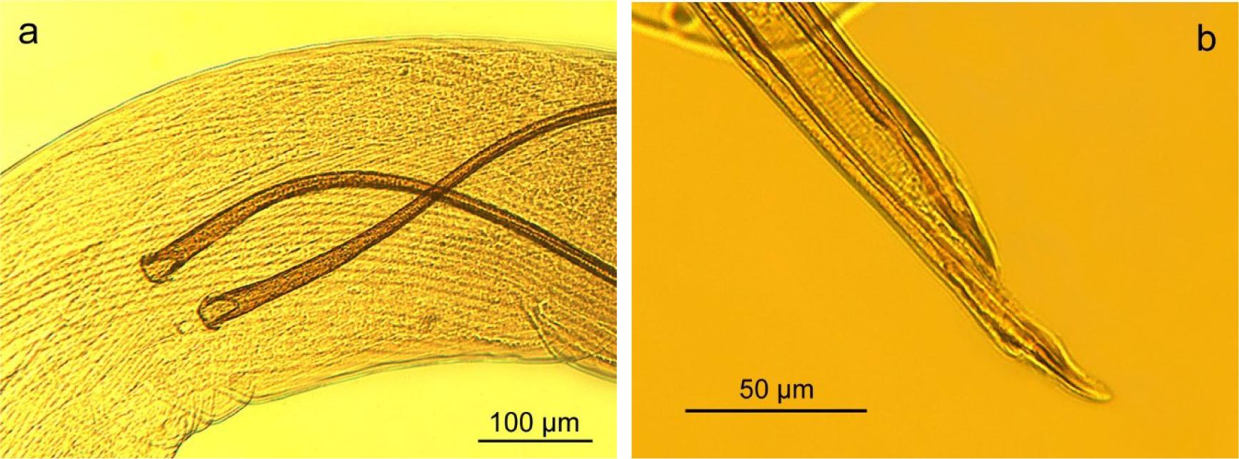 Spicules of Graphidioides affinis found in the faeces of Dolichotis patagonum from the Sofia Zoo, Bulgaria; a – proximal parts; b – distal parts