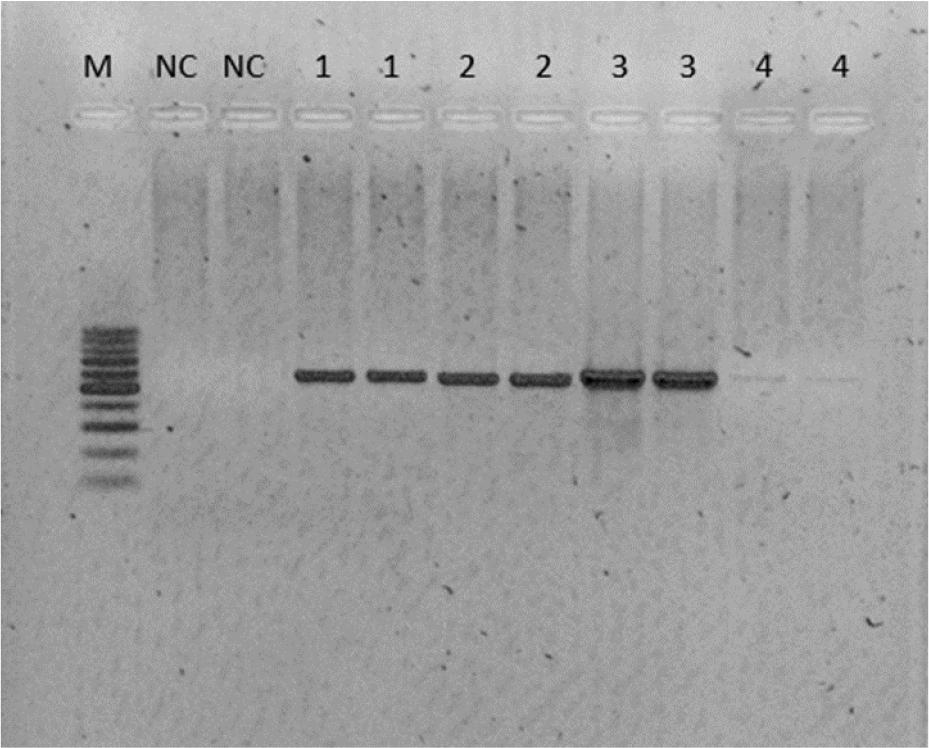 Electrophoretic separation of the PCR products of amplification of one small subunit and three housekeeping genes of bacteria isolated from a dog with periodontitis
1 – 16 srRNA gene product; 2 – gyr B1 gene product; 3 – rpo D1 gene product; 4 – rpo B1 gene product; M – 100 bp weight marker; NC – negative control