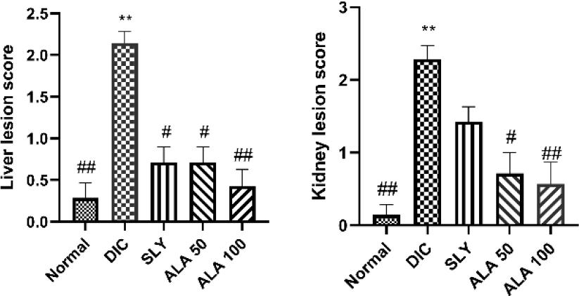 Histopathological evaluation of hepatic and renal lesion scoring for Wistar rat organs after hepatorenal toxic insult with diclofenac sodium (DIC) preceded by administration of protective compounds and contrast in the organs of rats denied the compounds. A – necro-inflammatory score in liver tissue. B – glomerular, interstitial and vascular score in kidney tissue. Data are expressed as median and interquartile range. Adjusted P values were considered significant at P-value ≤ 0.05. DIC – scores for rats administered DIC and not protected hepatorenally; SLY – scores for rats administered silymarin at 100 mg/kg body weight (b.w.) as hepatorenal protection, ALA 50 – scores for rats administered α-lipoic acid at 50 mg/kg b.w. as hepatorenal protection; ALA 100 – scores for rats administered α-lipoic acid at 100 mg/kg b.w. as hepatorenal protection; * and ** – significant difference vs normal control group at P-value ≤ 0.05 and P-value ≤ 0.005, respectively; # and ## – significance difference vs DIC group at P-value ≤ 0.05 and P-value ≤ 0.005, respectively