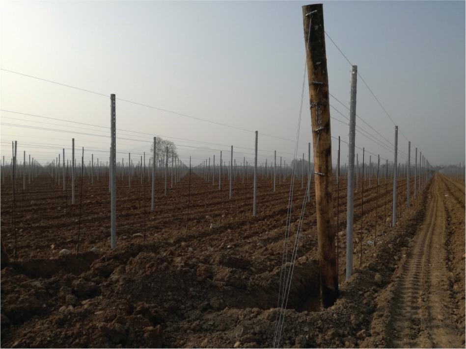 The Prosecco landscape on the plain: large geometric vineyards perfectly suited to agricultural machinerySource: photo taken by the author