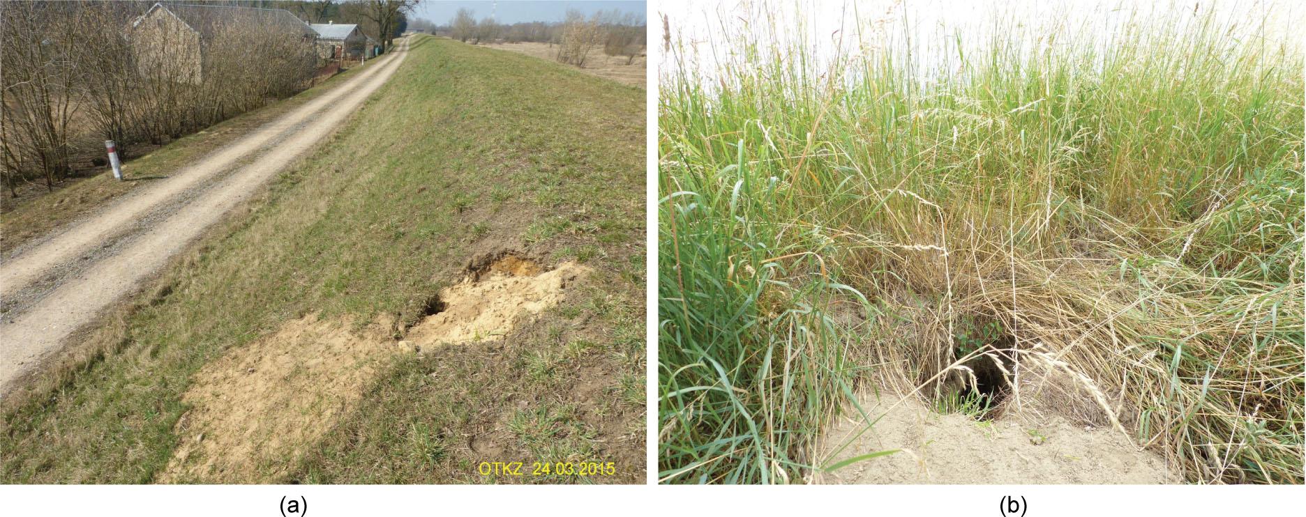 Presents damaged flood banks caused by animals. The holes were caused by the beavers living in the area. Grazing animals on the levees and in their immediate vicinity violates the construction of levees and causes changes in soil mass. Photo by Janusz Orzepowski
