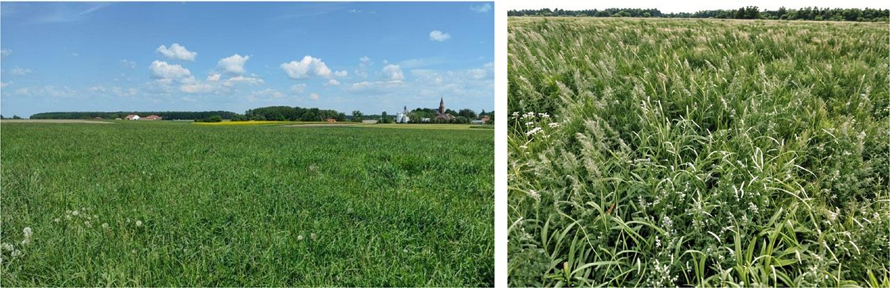 Visualization of green landscape types: (A) high productive grasslands; and (B) low-yielding unimproved permanent grasslandsSource: own elaboration