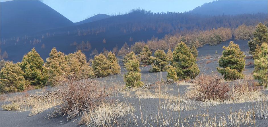 Pinus canariensis forests damaged by pyroclastic showers on the Cumbre Vieja ridgeSource: photo taken by J.L. García Rodríguez
