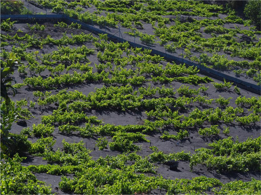A vineyard covered by volcanic ash, May 9, 2023Source: photos taken by Authors