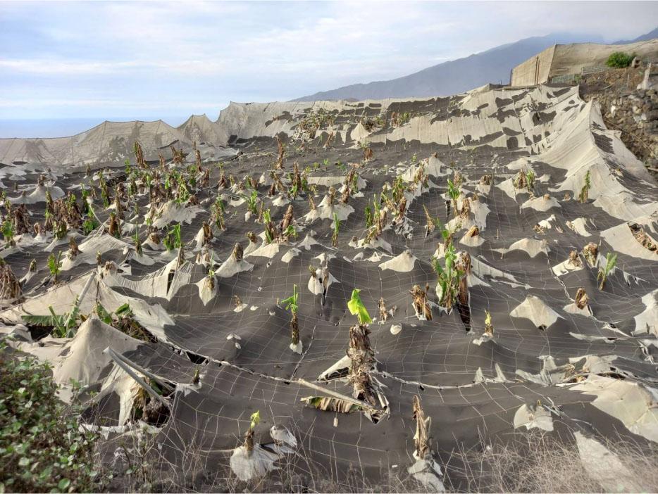 Protective nets over the banana plantations damaged by volcanic ashSource: photo taken by J. Dóniz-Páez