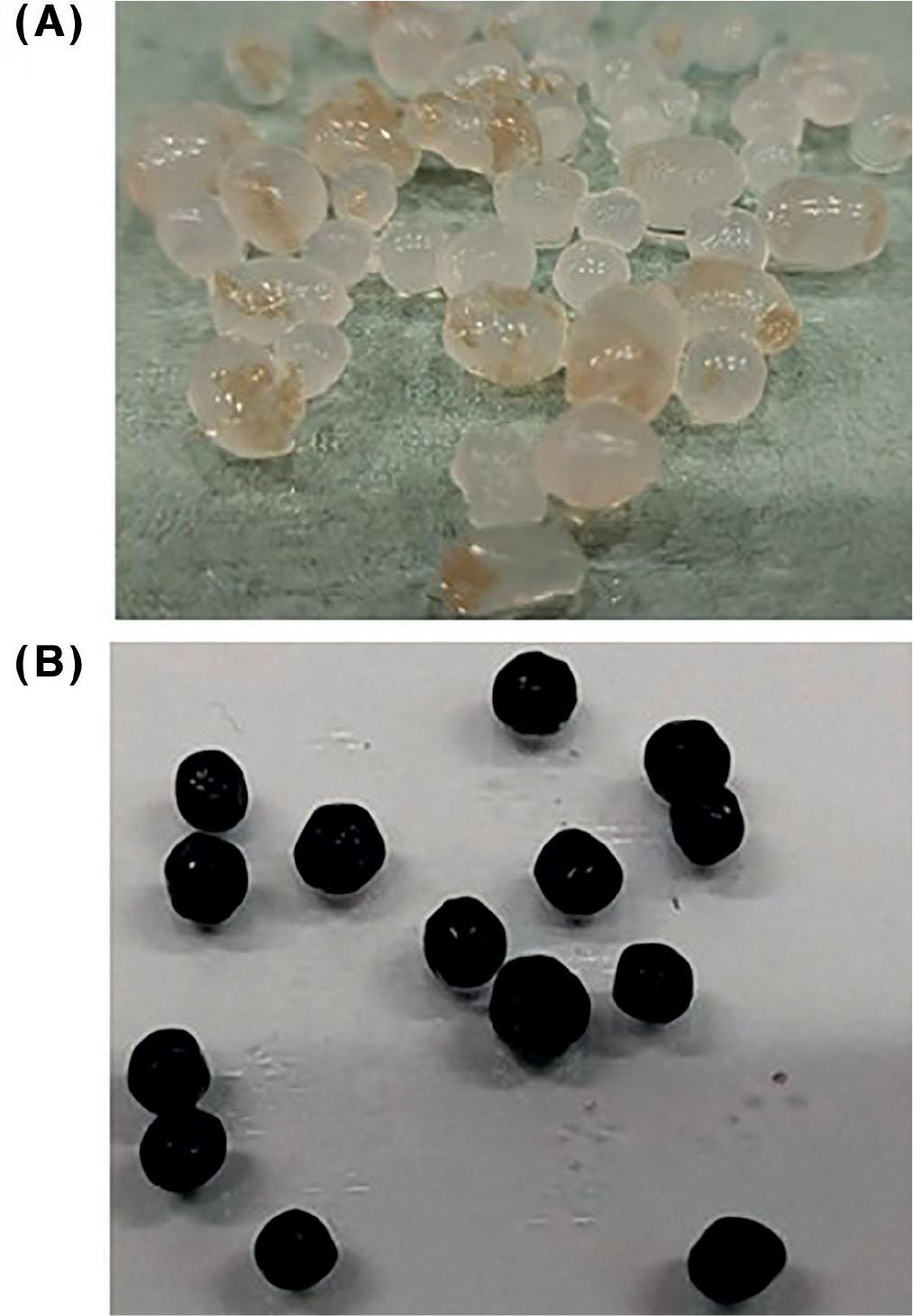 As shown in (A) PEI-zeolite NSs alginate bead (dusky and colorless), (B) the bare Fe3O4 NPs were decorated on their surface of PEI-zeolite NSs alginate bead (magnetic alginate bead, black color).