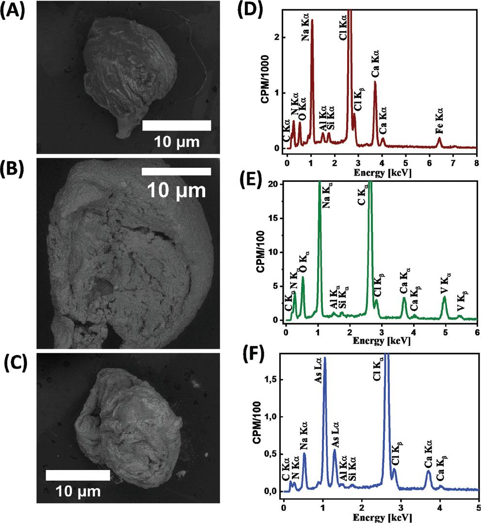 HR-SEM images and EDS spectra of (A) the bare Fe3O4 NPs were decorated on their surface of PEI-zeolite NSs alginate bead adsorbent, (B and C) after sorption of As(V) & V(V). From (A, B, C) denoted as HR-SEM images, (D, E, F) EDS spectra.