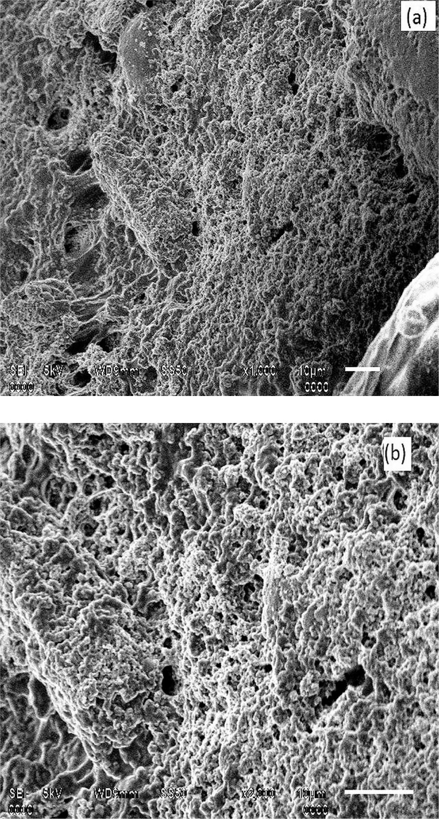 SEM micrographs of core-shell TiO2/PANI nanocomposite loaded in PVA stablizer