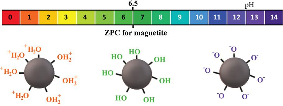Schematic representation of charges on the surface of magnetite nanoparticles as a function of pH. ZPC, zero-point charge.