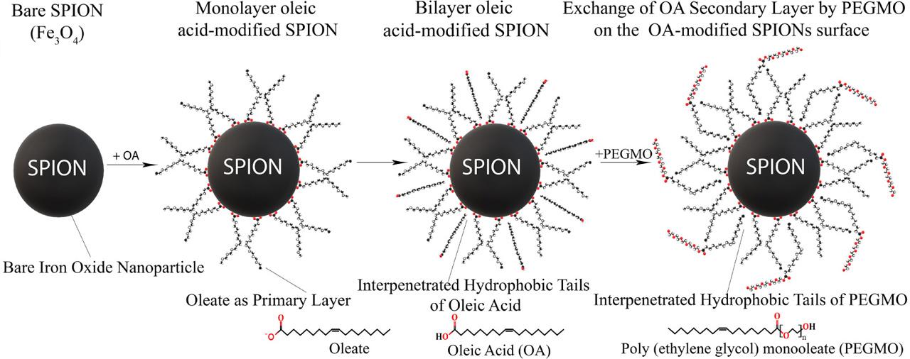 Schematic depiction of the stabilization of Fe3O4 nanoparticles in water. OA, oleic acid; PEGMO, poly(ethylene) glycol monooleate; SPION, superparamagnetic iron oxide nanoparticles.