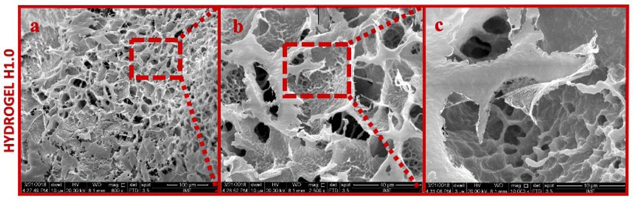 Morphologies of the sample of H1.0. Magnifications: (a) 600 ×; (b) 2,500 ×; (c) 10,000 ×.