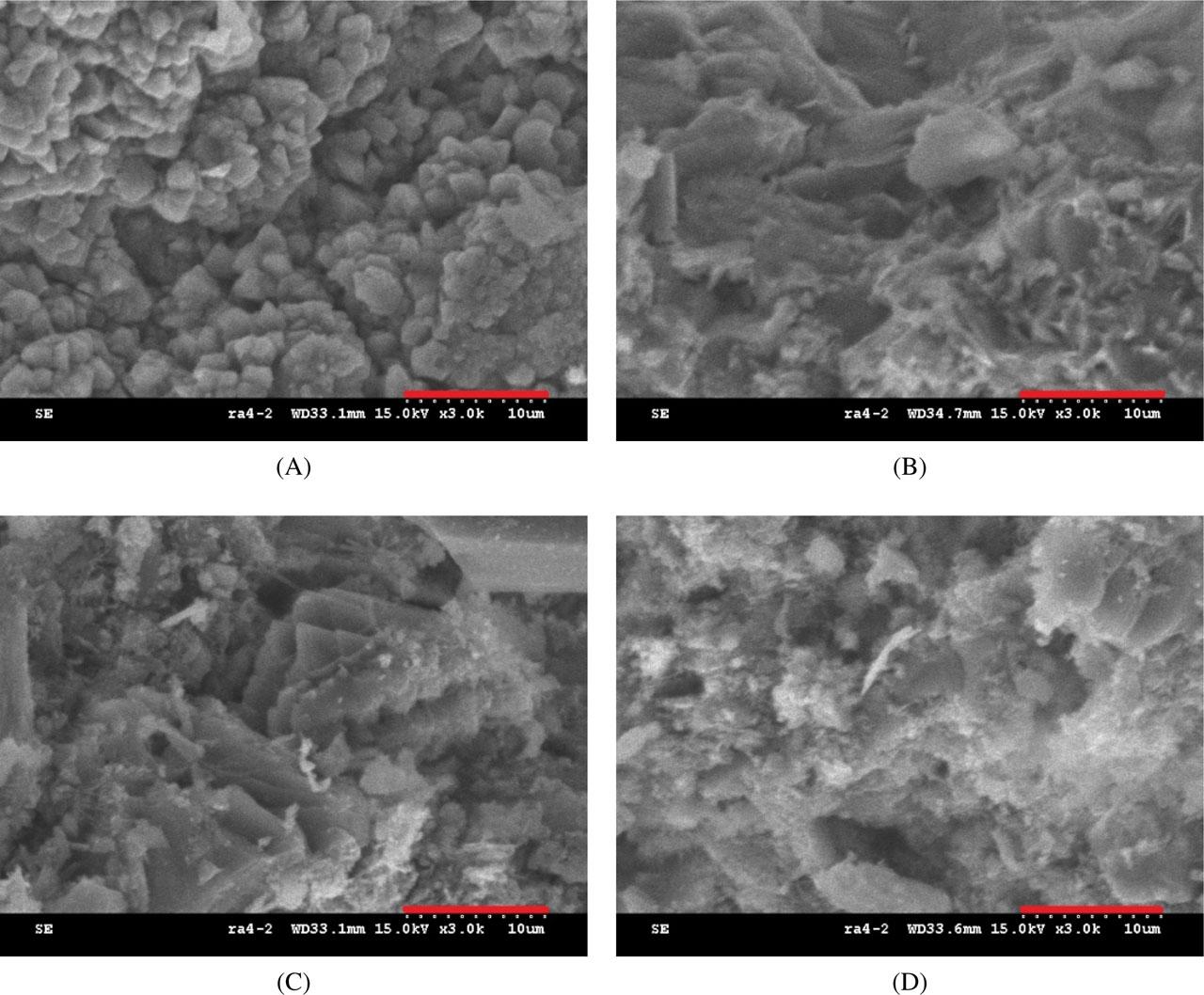 SEM image (3,000×). (A) NG0, (B) NG4, (C) NG8, and (D) NG12