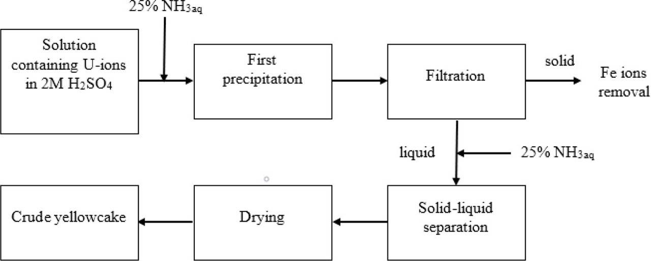 Two-step precipitation of ammonium diuranate from prior purified post-bioleaching solution.