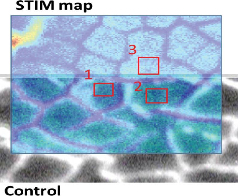 Optical microscope photo with superimposed STIM image. The red rectangles on the image represent the scan areas of point measurements for control sample.